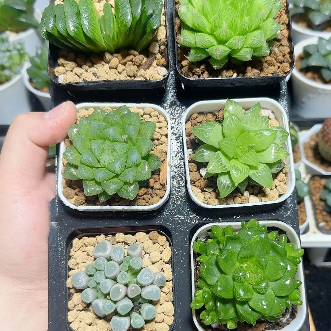 六颗福利原盆原土