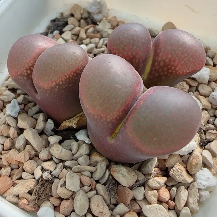 多肉植物大型原株68号