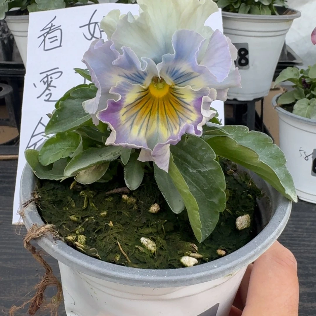 全部花朵610号木村