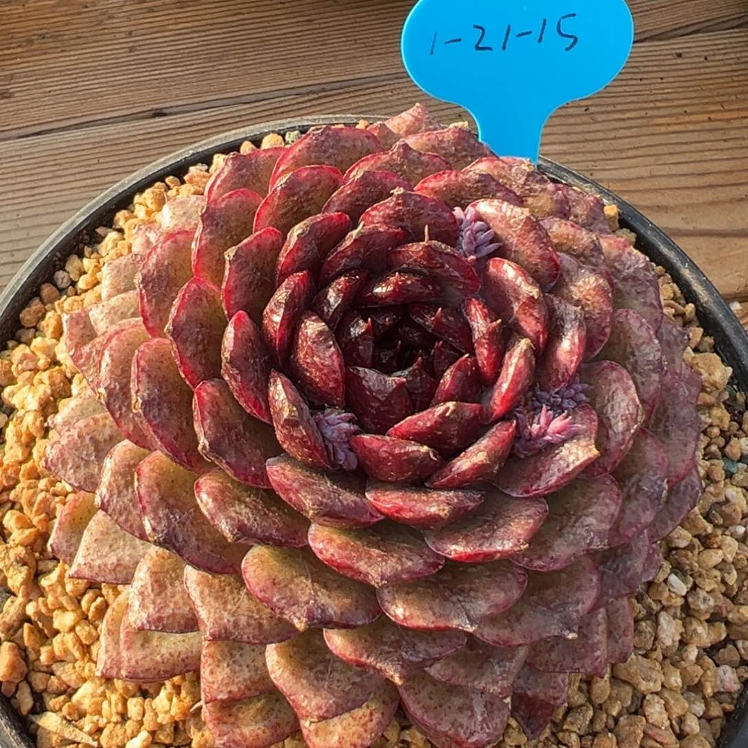 1-21-15紫钻多肉植物