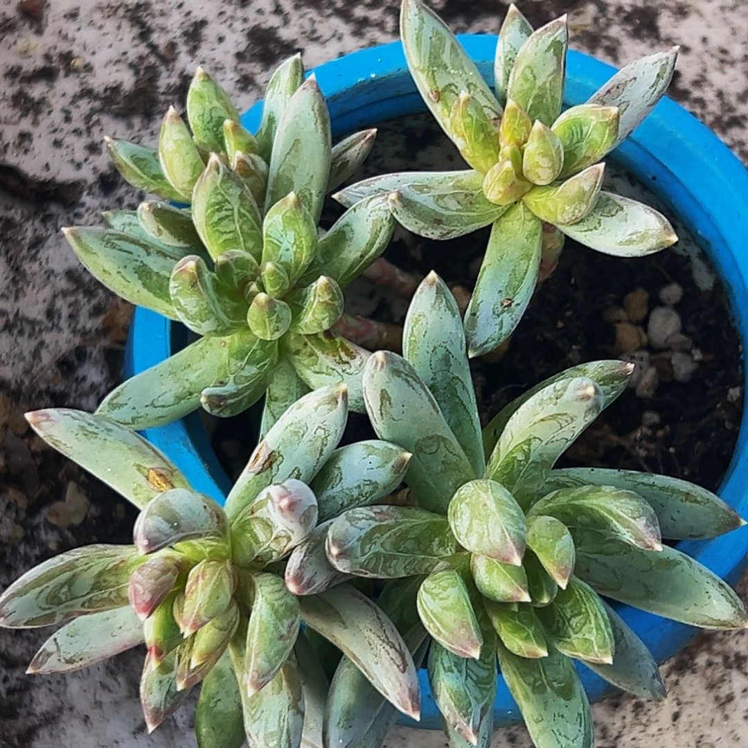 桔云多肉美人精品系列