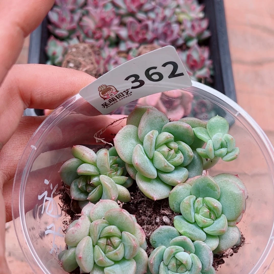 多肉植物多肉植物