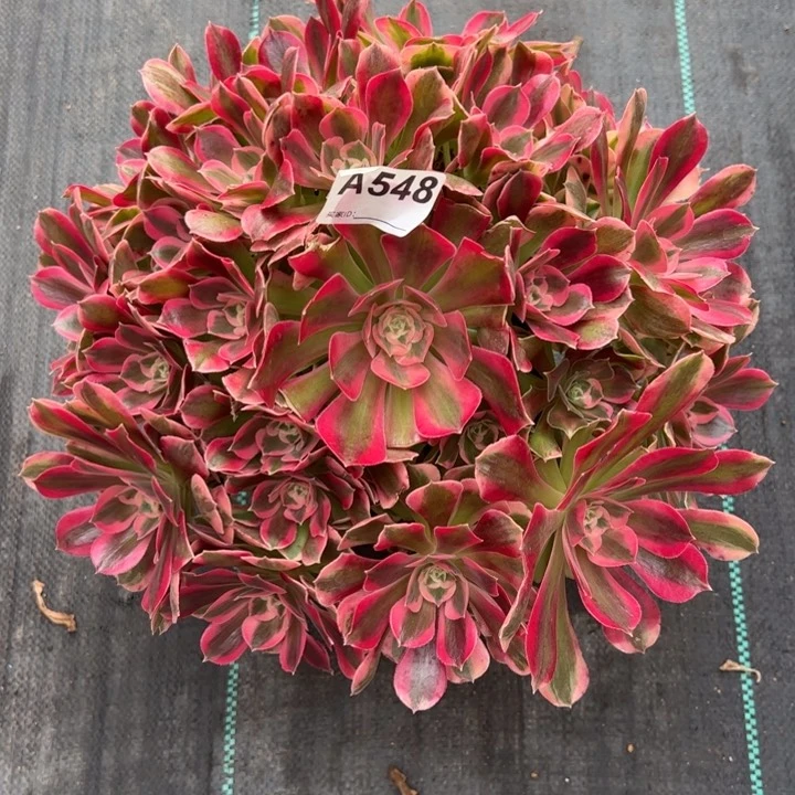 548粉女郎35厘米左右