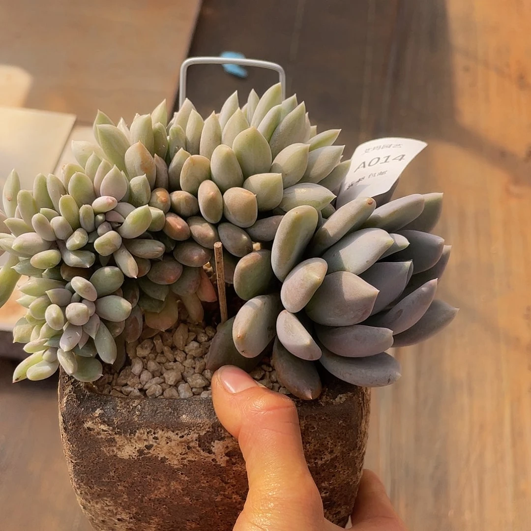 胖美人缀人多肉多肉