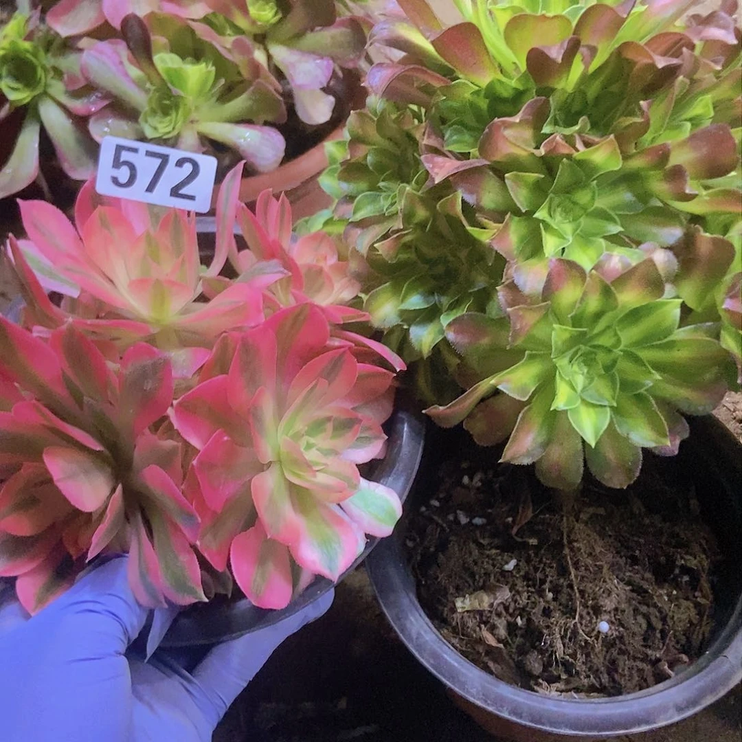 572两个老庄朵朵特价不