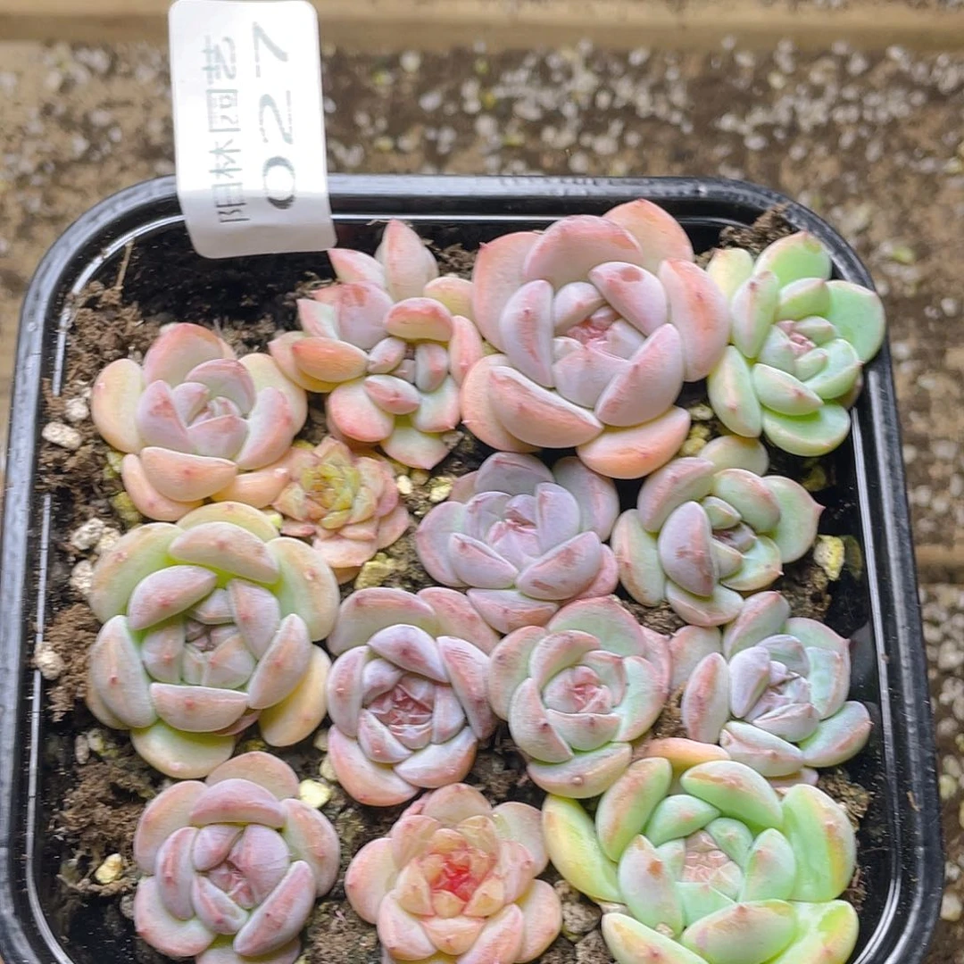 多肉植物多肉植物27