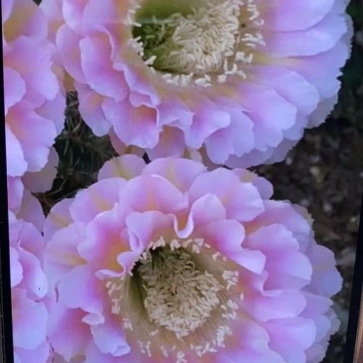 香香31号侧芽3公分左右