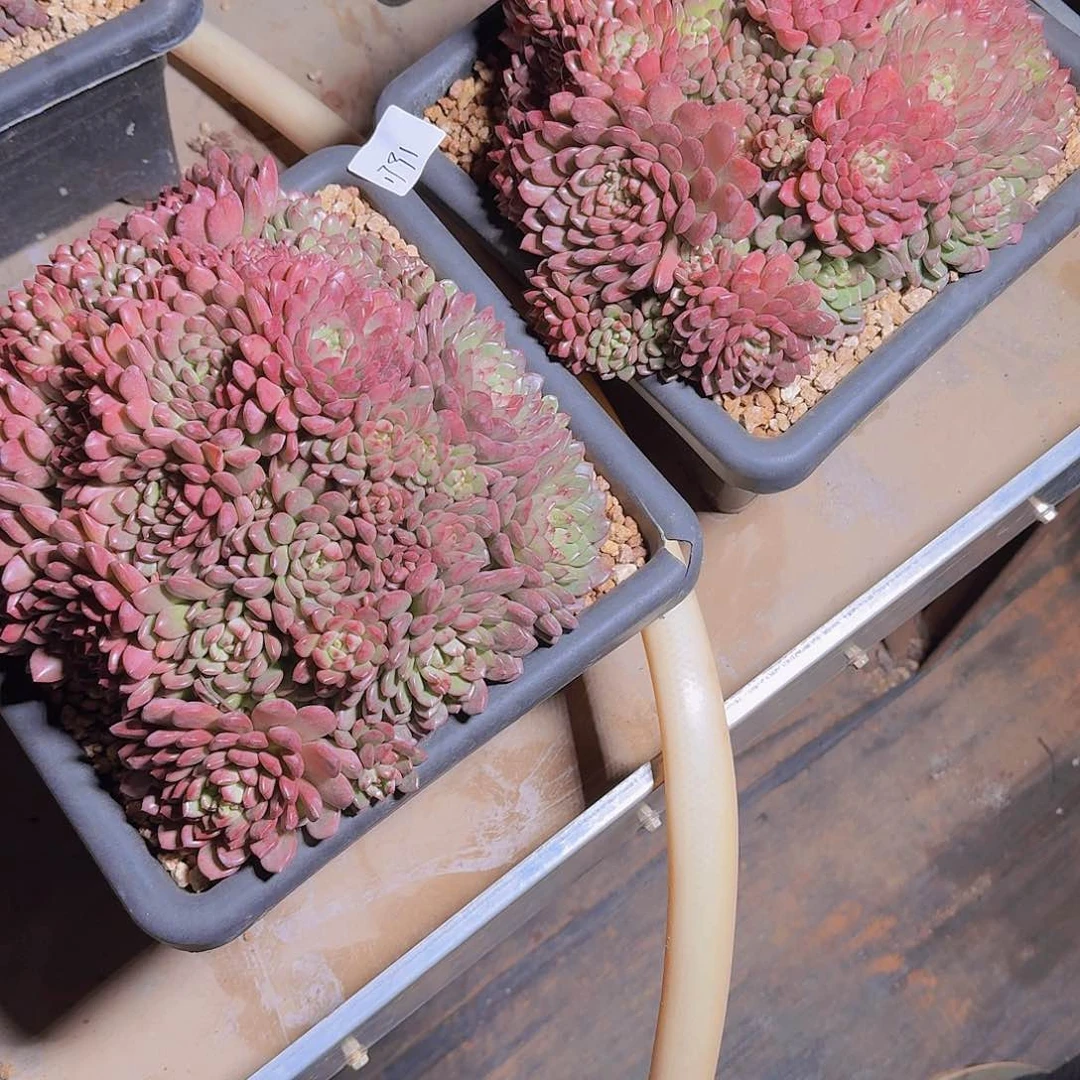 蛋*1791红宝石多肉两颗