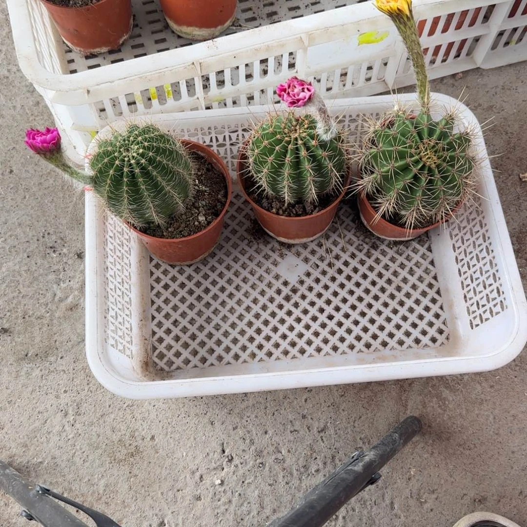 狐***妈无花朵彩草 哈哈哈哈哈哈哈
