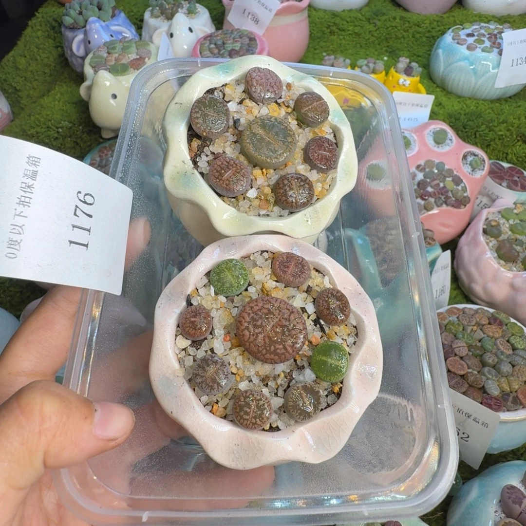 ˗***七多肉植物一物一拍1176