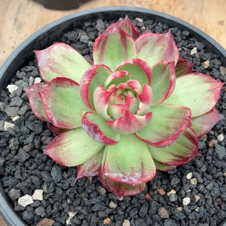 多肉植物惊鸿仙子