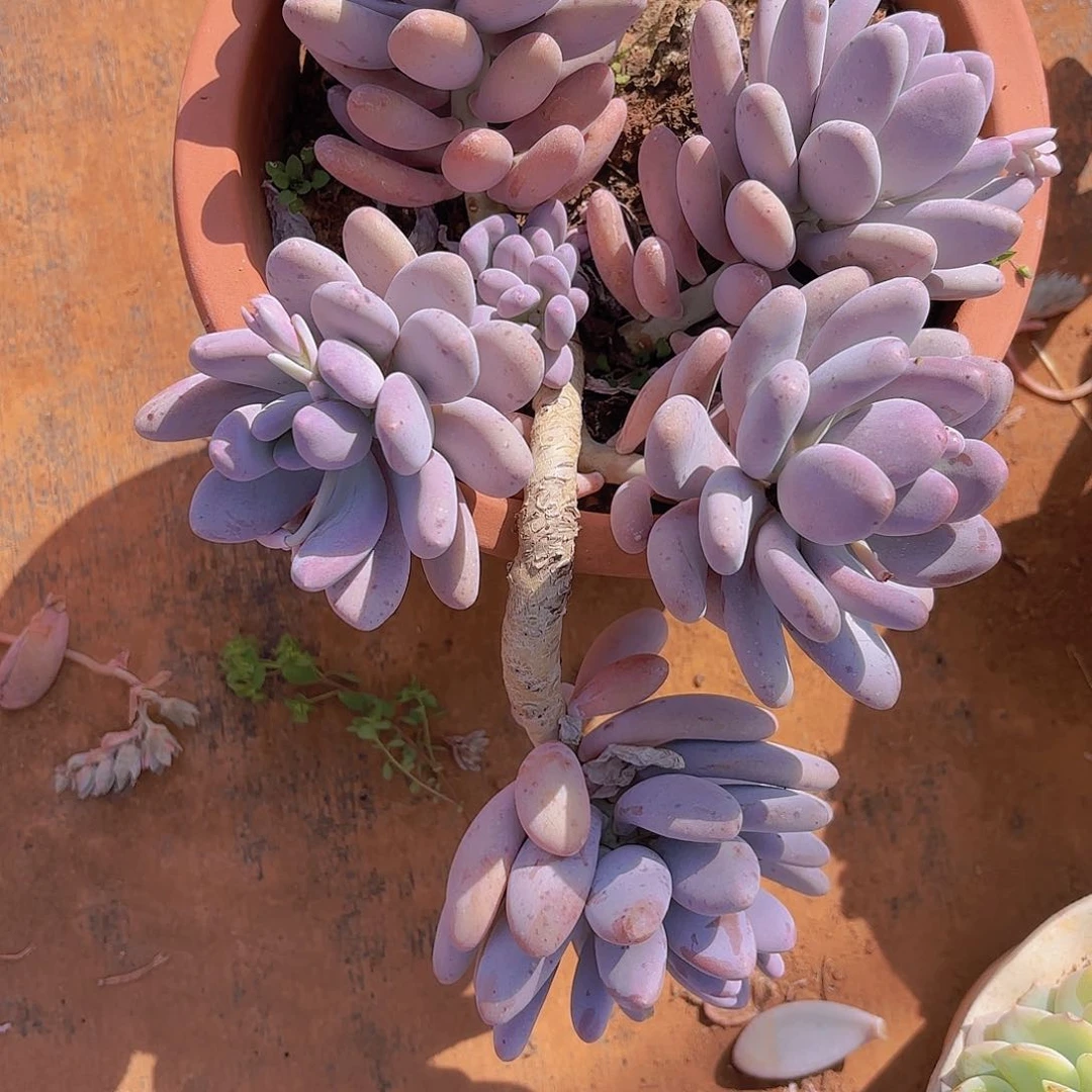 多肉植物。。。。。。。。。。。。。。。。，，。