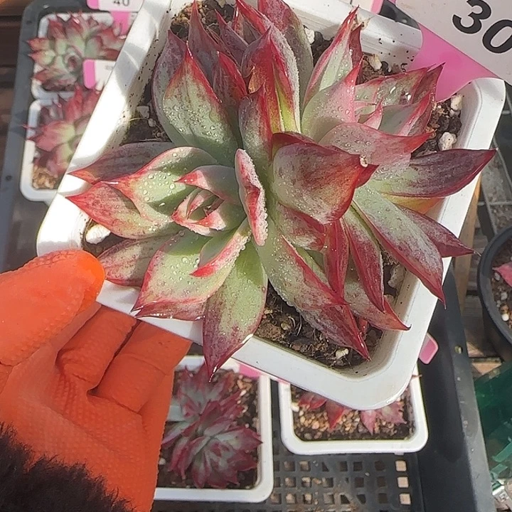 30 惊鸿仙子多肉植物