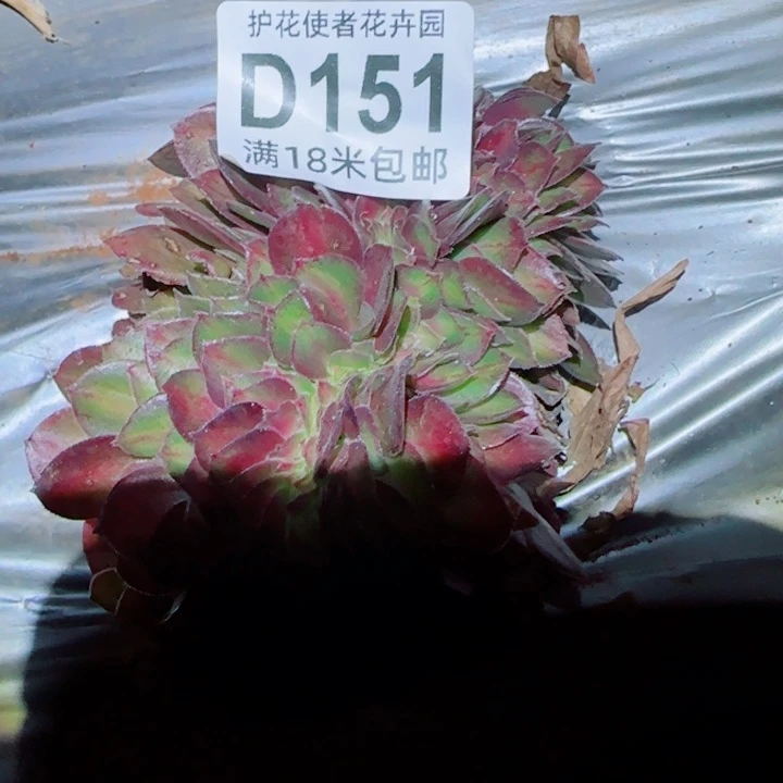 多肉法师抹茶椎骨