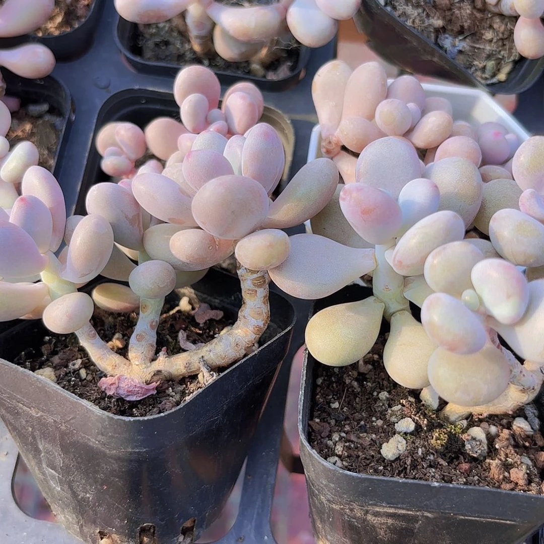 精品桃蛋多肉植物