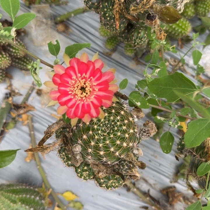 丽花仙人球仙人掌680