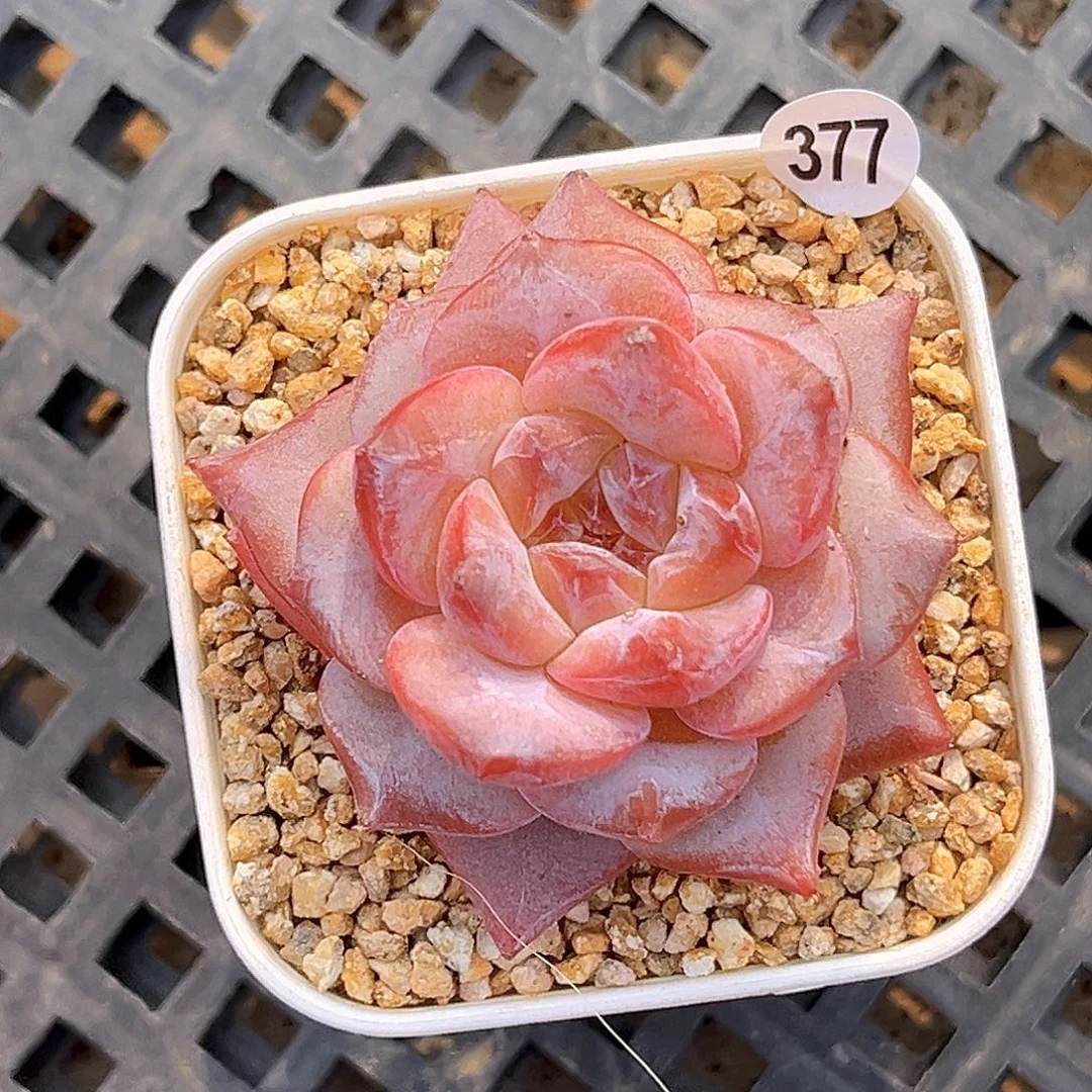 377  新品珍妮满18包邮