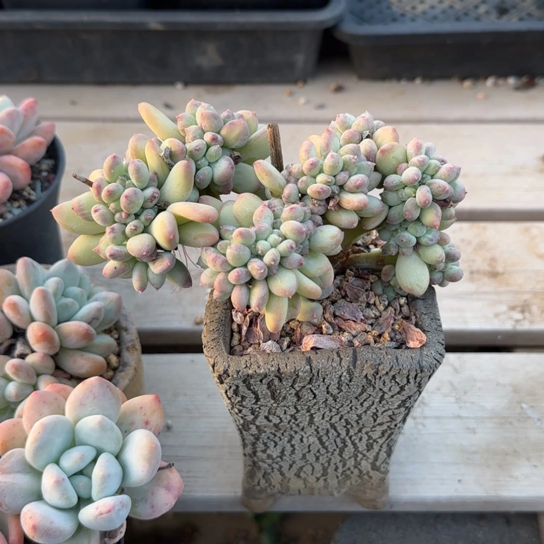 三日月美人五十包邮老桩