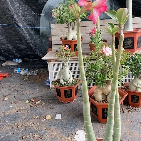 【闪购商品】K**K绿植