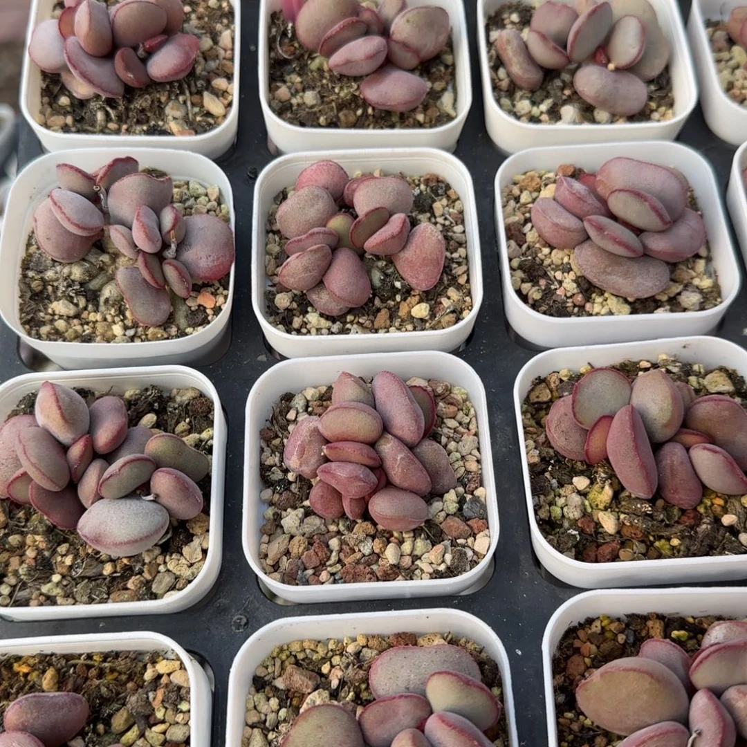 单颗白肌红蛋量拍链接