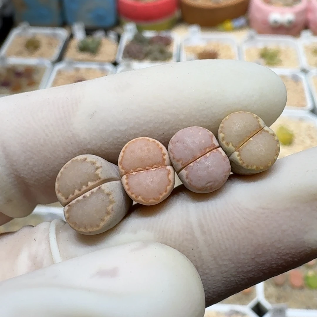 星****）0120-03饼干编号162a