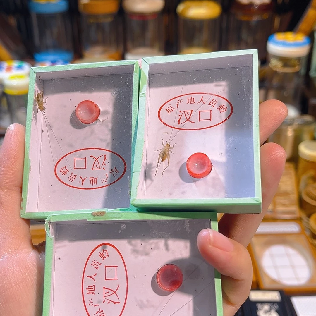 蟋蟀三条长须大黄蛉
