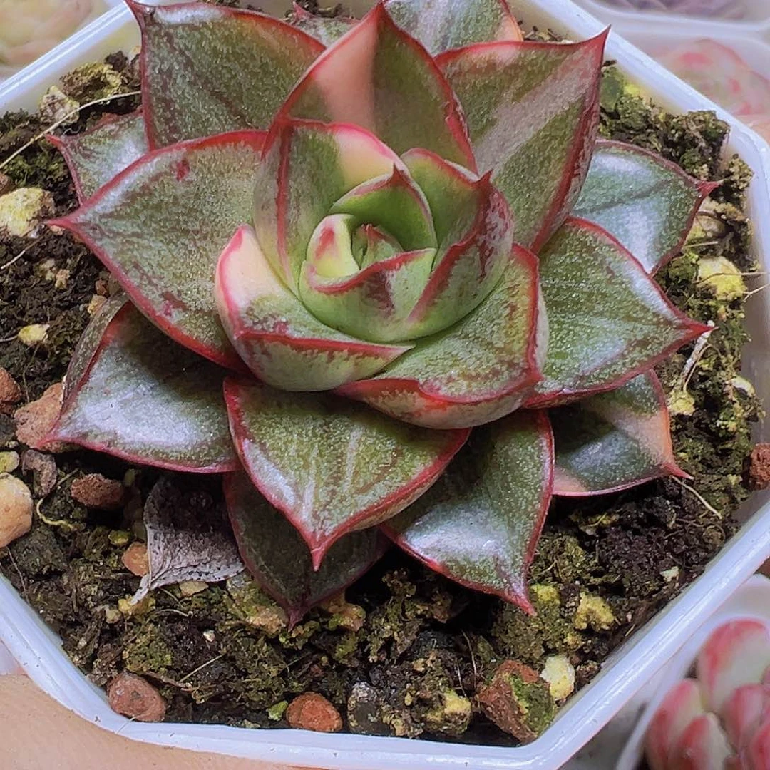 麒麟座锦19包邮多肉植物