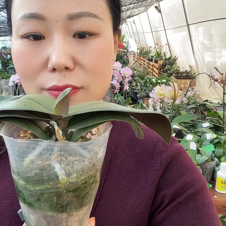 无花朵槟榔西施蝴蝶兰