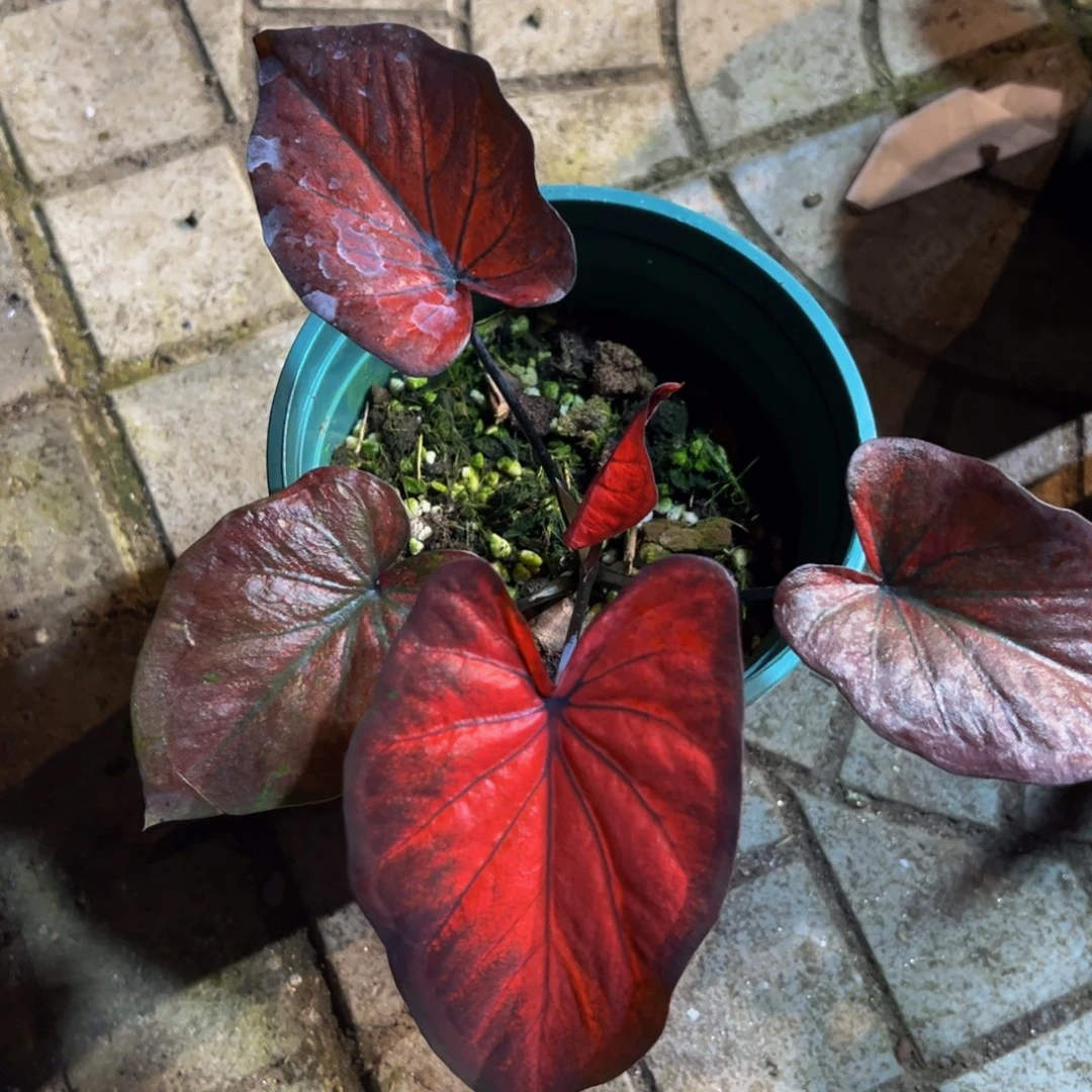 木***易完全开放6039泰彩