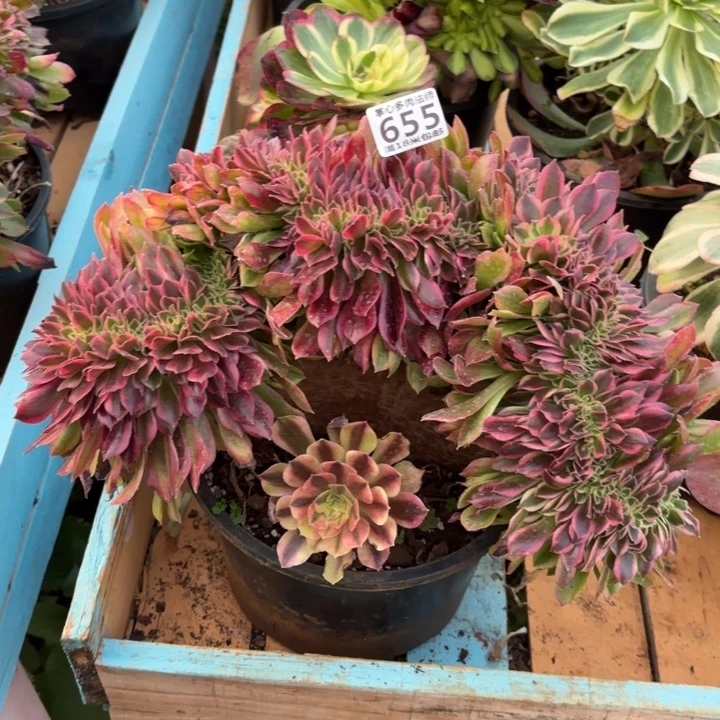 655洛神缀化掌心多肉法师锦，