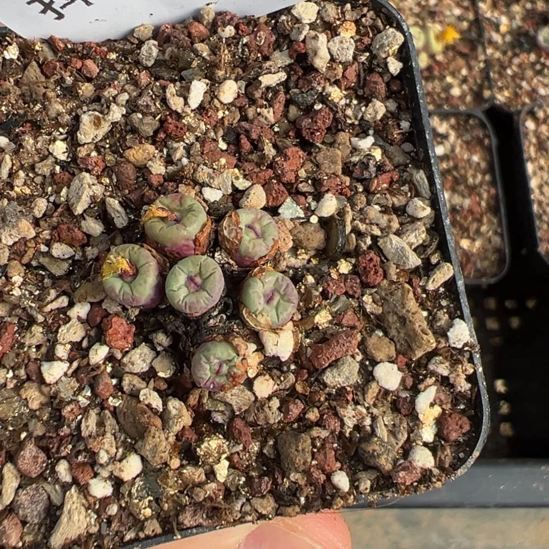 诗***17-107肉锥多肉植物，