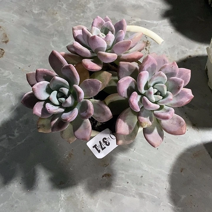 心***吖371奥普多肉植物多肉