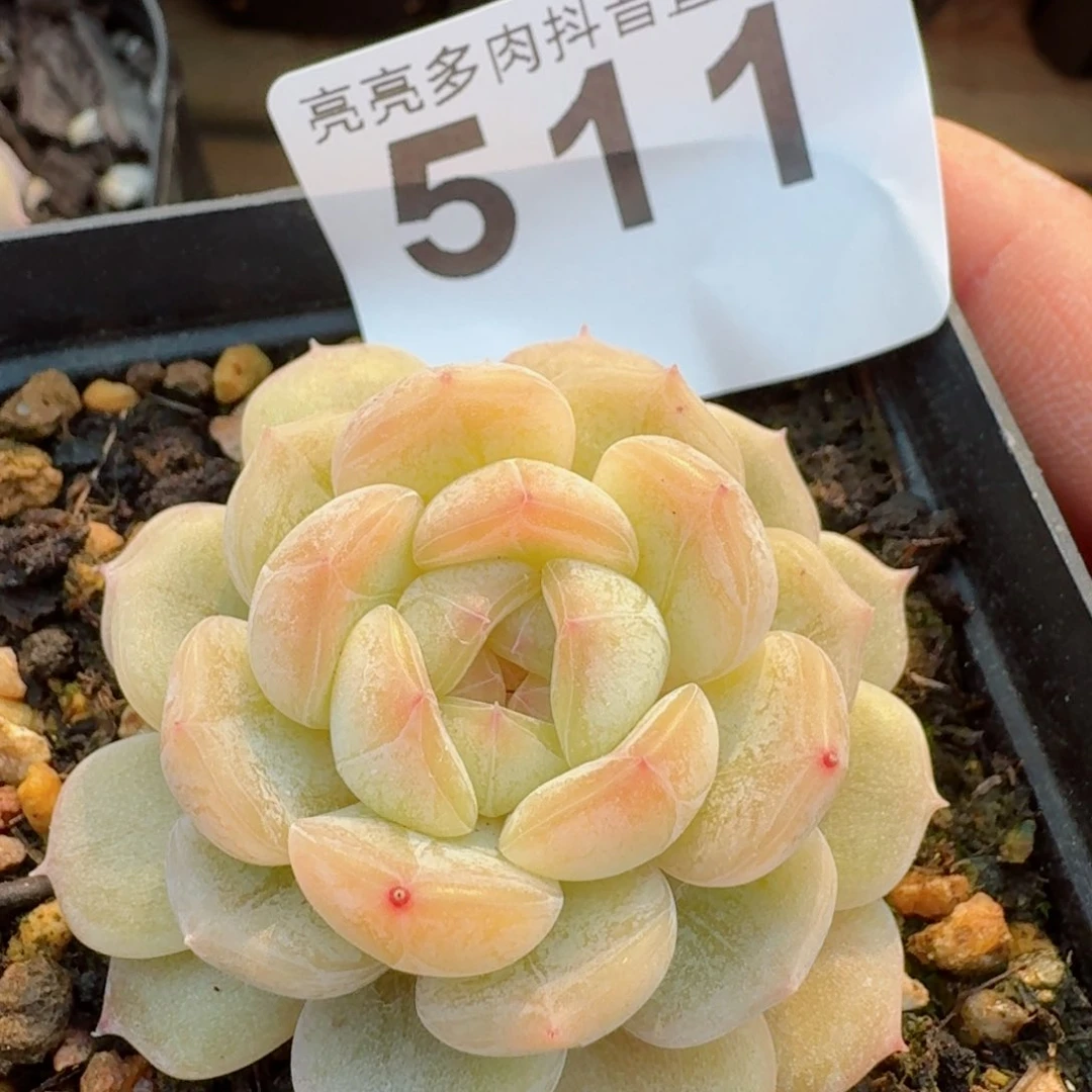 福利         精品多肉