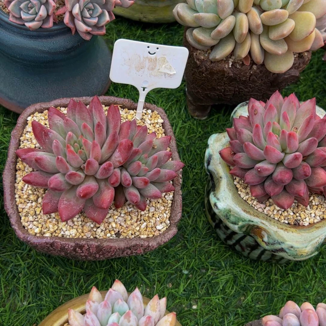 M****树车厘子多肉植物