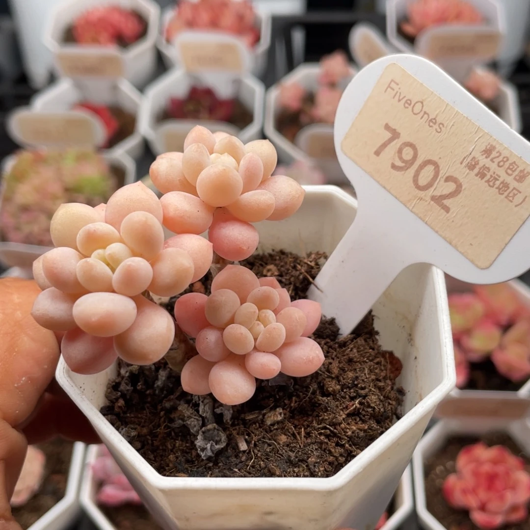 鱼子酱7902-5.5厘米