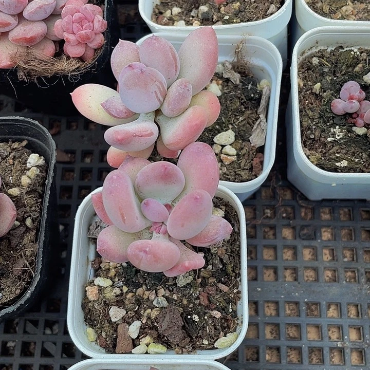 单头苹果奶带盆土