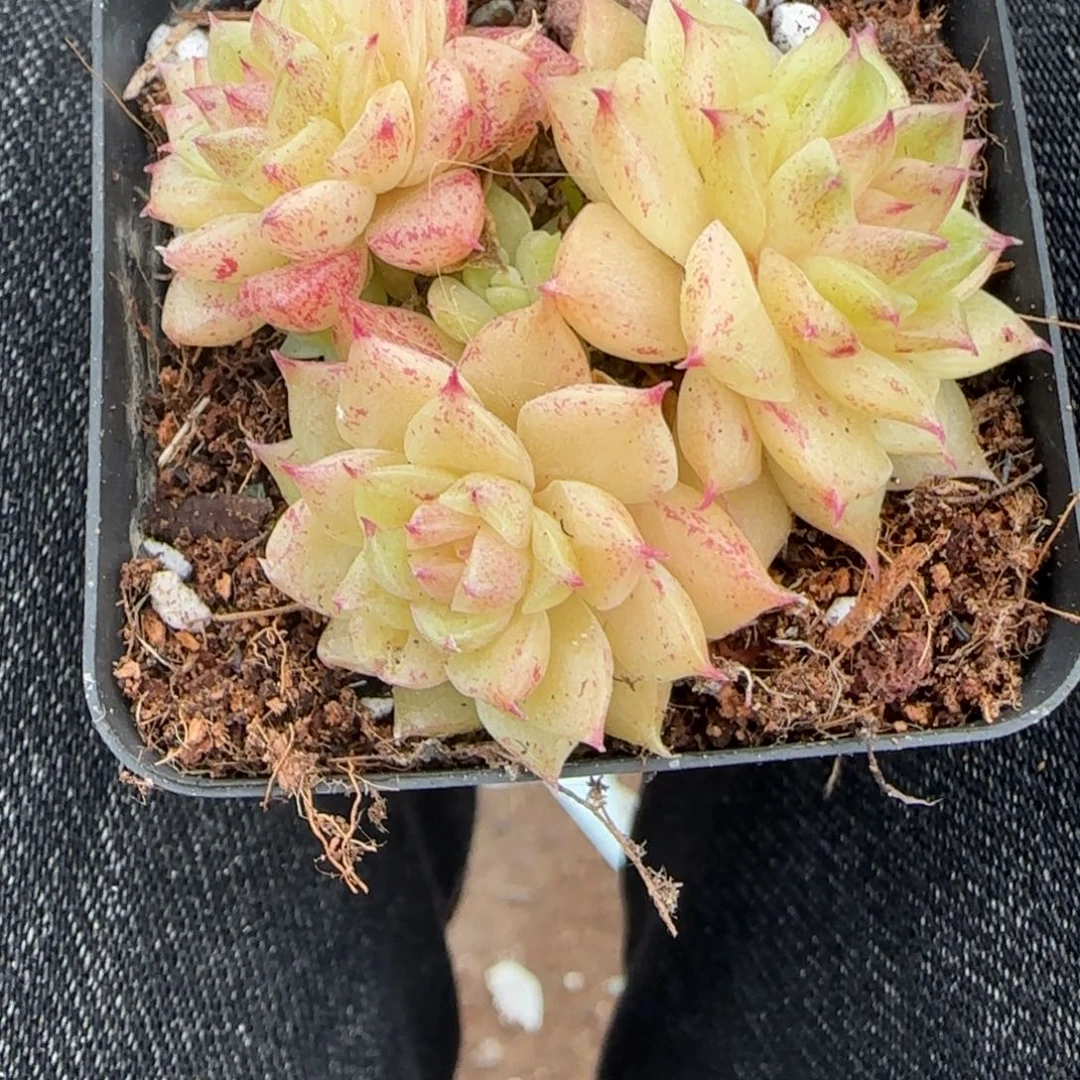 小卡拉米糖心一物一拍