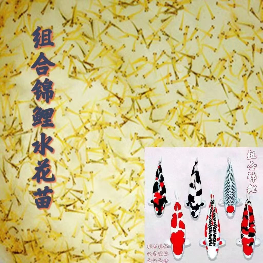 锦鲤水花100尾
