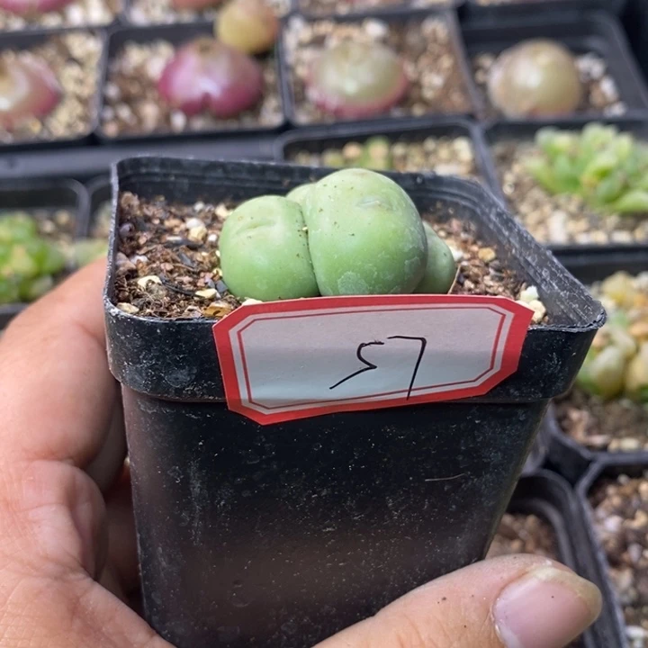 5686898========/565688