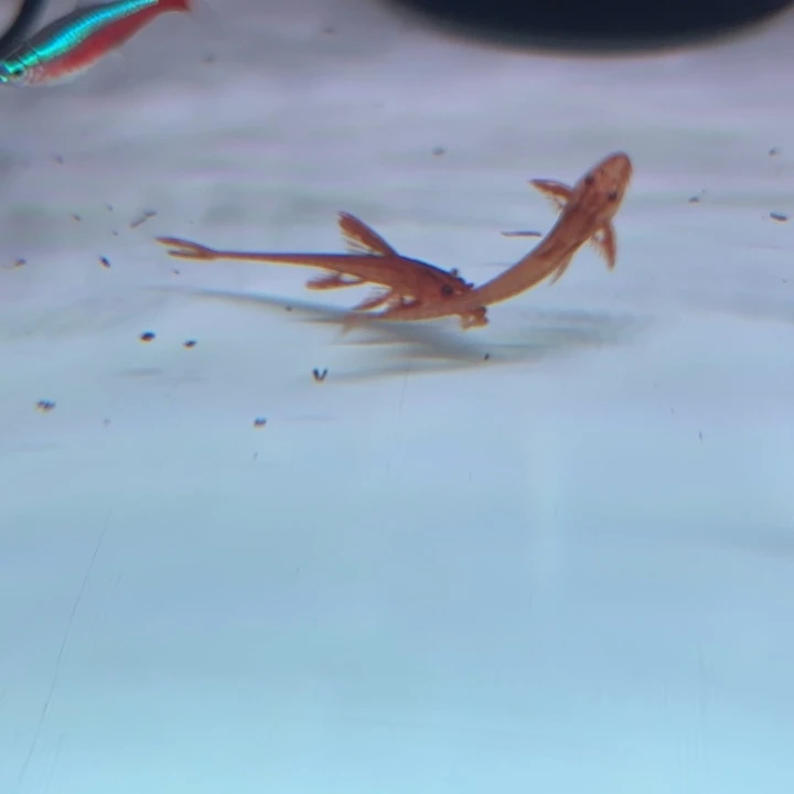 工具鱼红蜻蜓直升机2