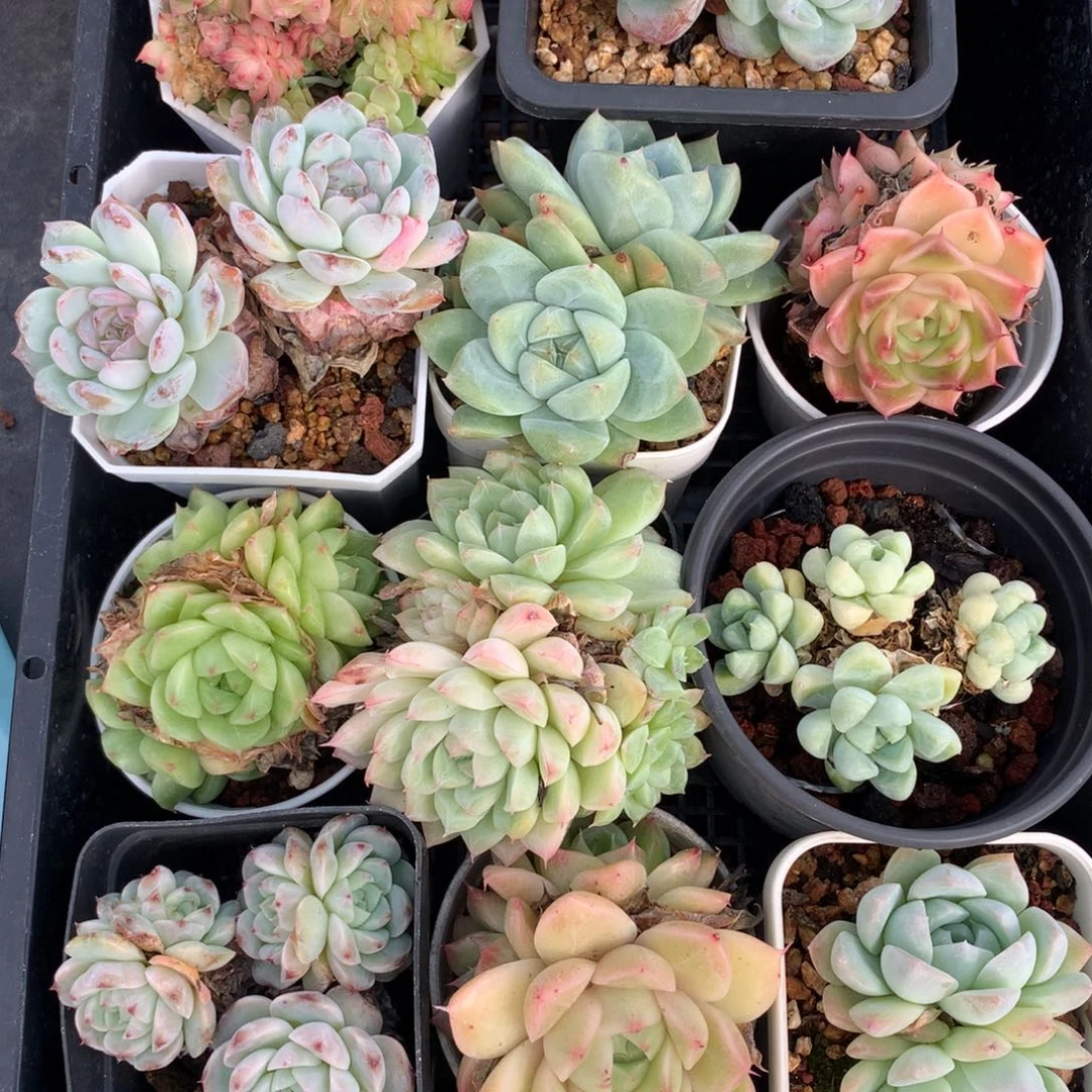 1108-22 套餐一组