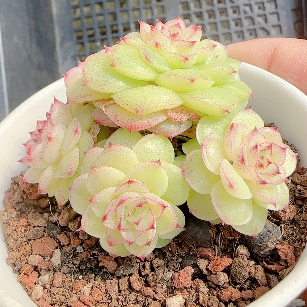 1129-50（ht-25）优选