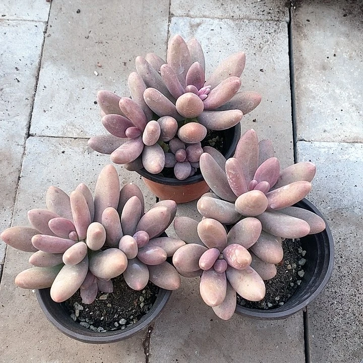 ✨**✨17-45号一物一拍糖果