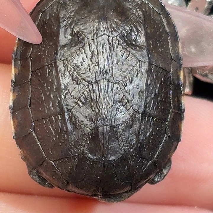 不分公母宠物龟微歪小一代红面