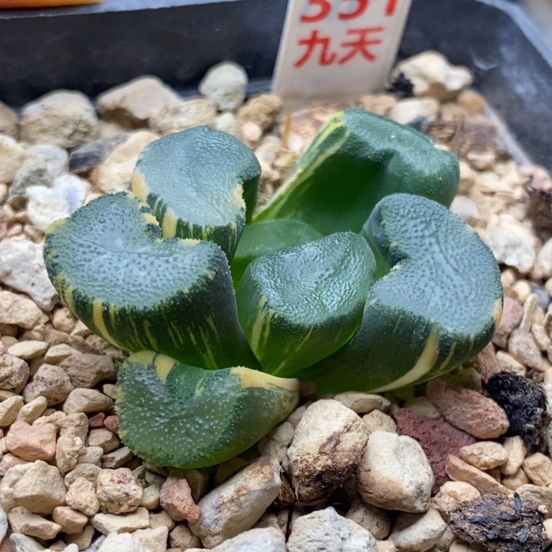 351号大明湖万象锦