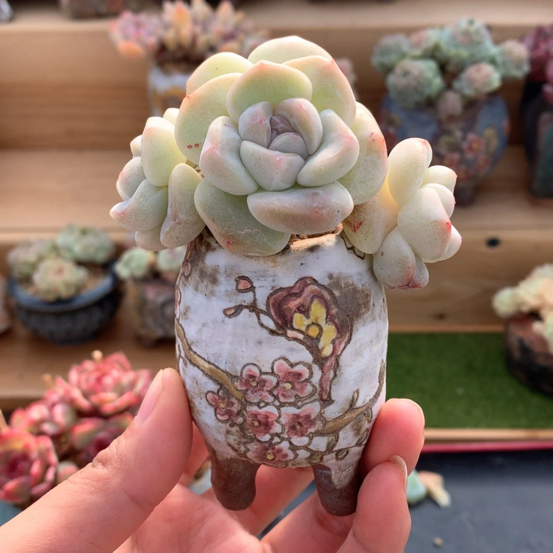 爱****喵冰玉加盆组一物一拍