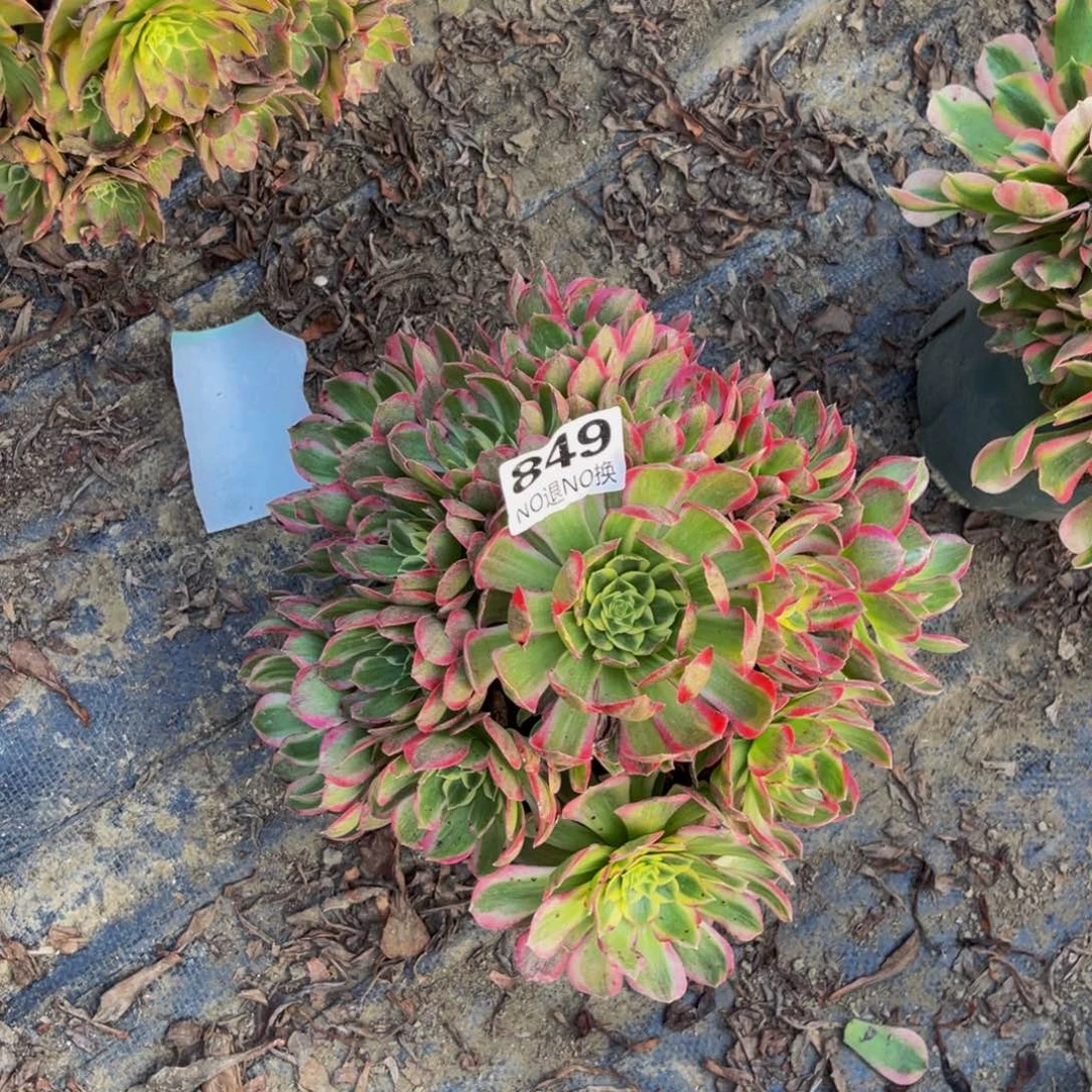 海王法师朵朵1-29