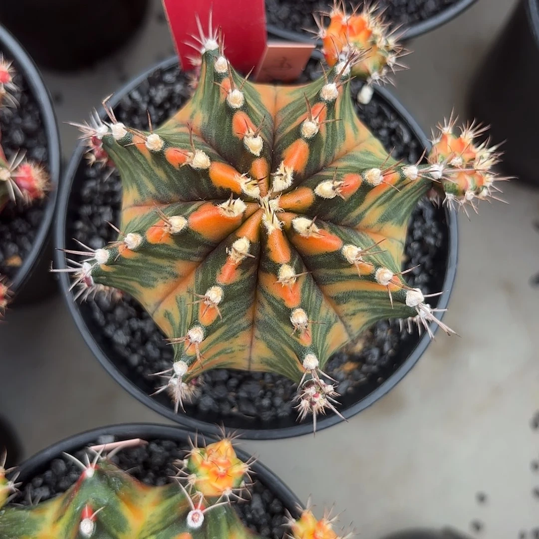 165-1120泰国发货多肉