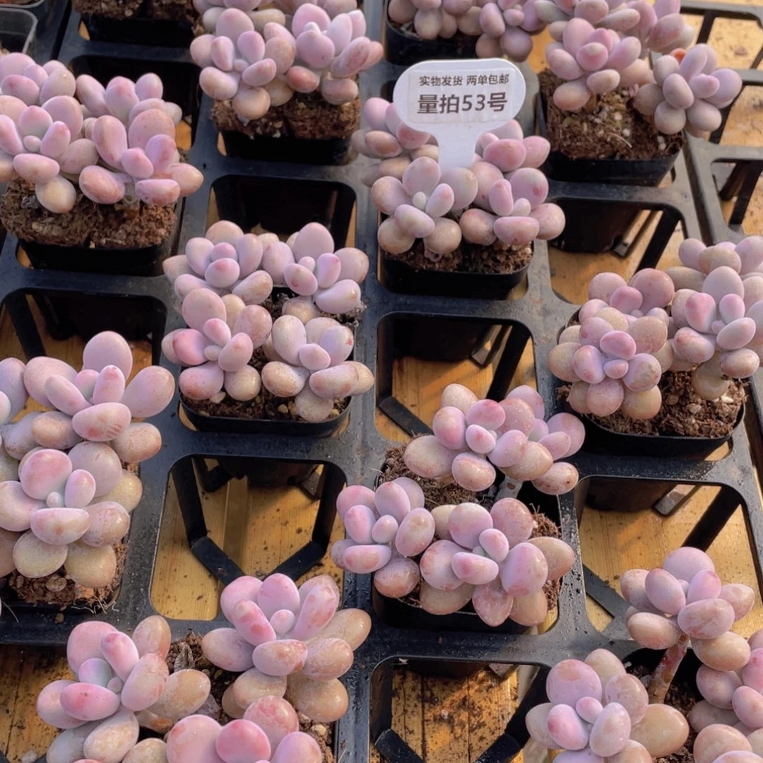 量拍53号 丸叶水光针粉桃蛋组合4个