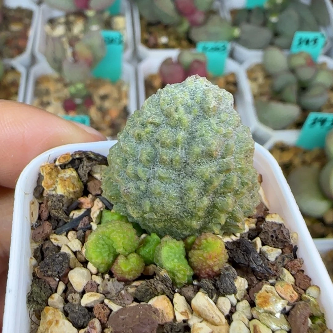 月***2实生叶插，四方盆发